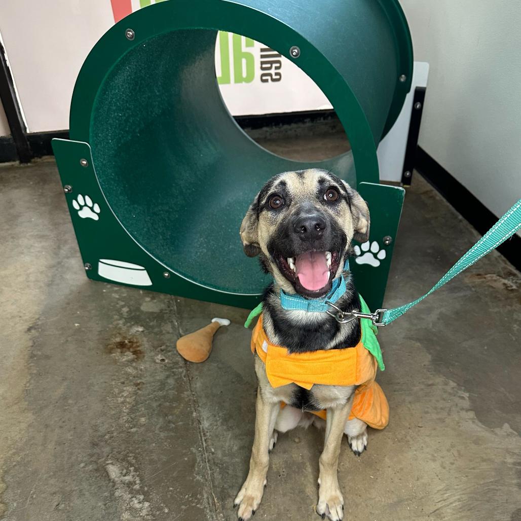 Enlarge Raya, a Adoptable Shepherd in San Antonio, TX image 4/6