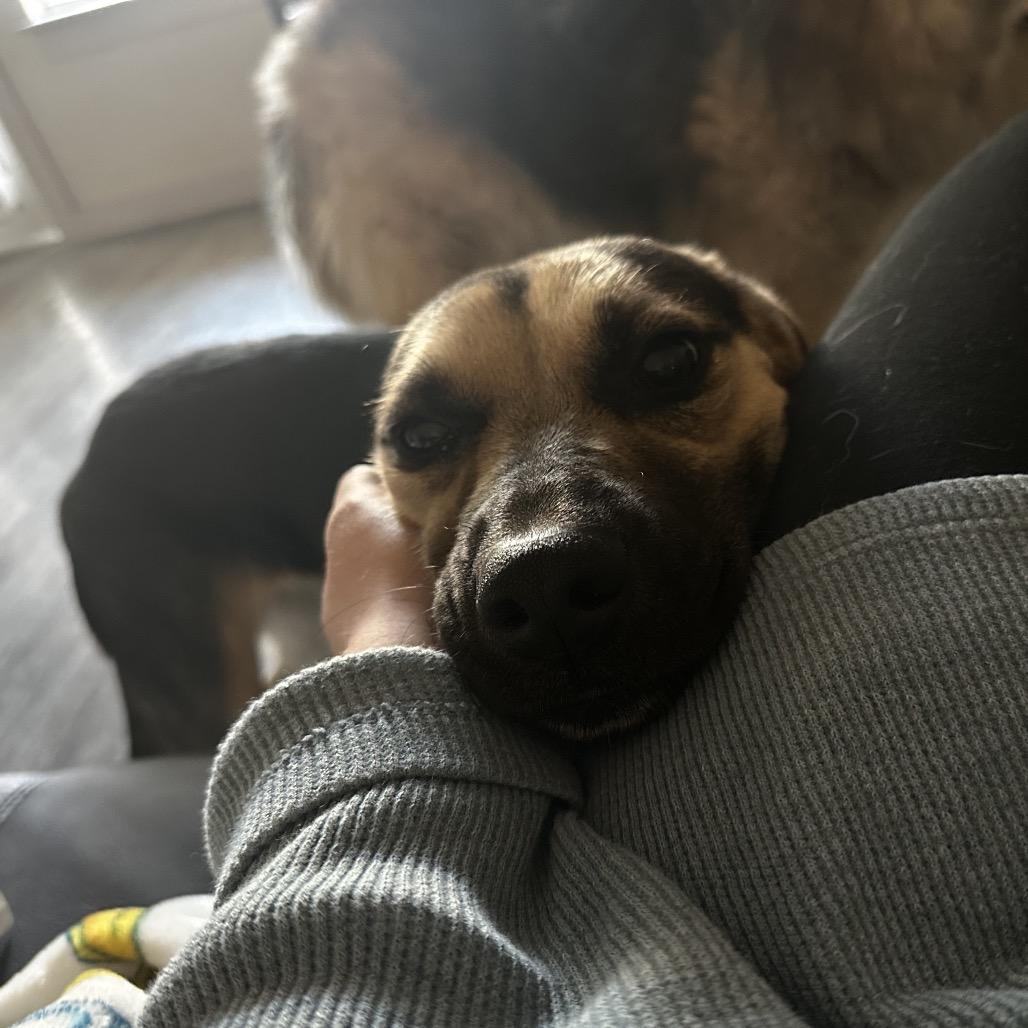 Enlarge Raya, a Adoptable Shepherd in San Antonio, TX image 5/6