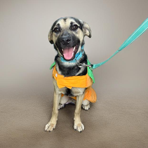 Enlarge Raya, a Adoptable Shepherd in San Antonio, TX image 6/6