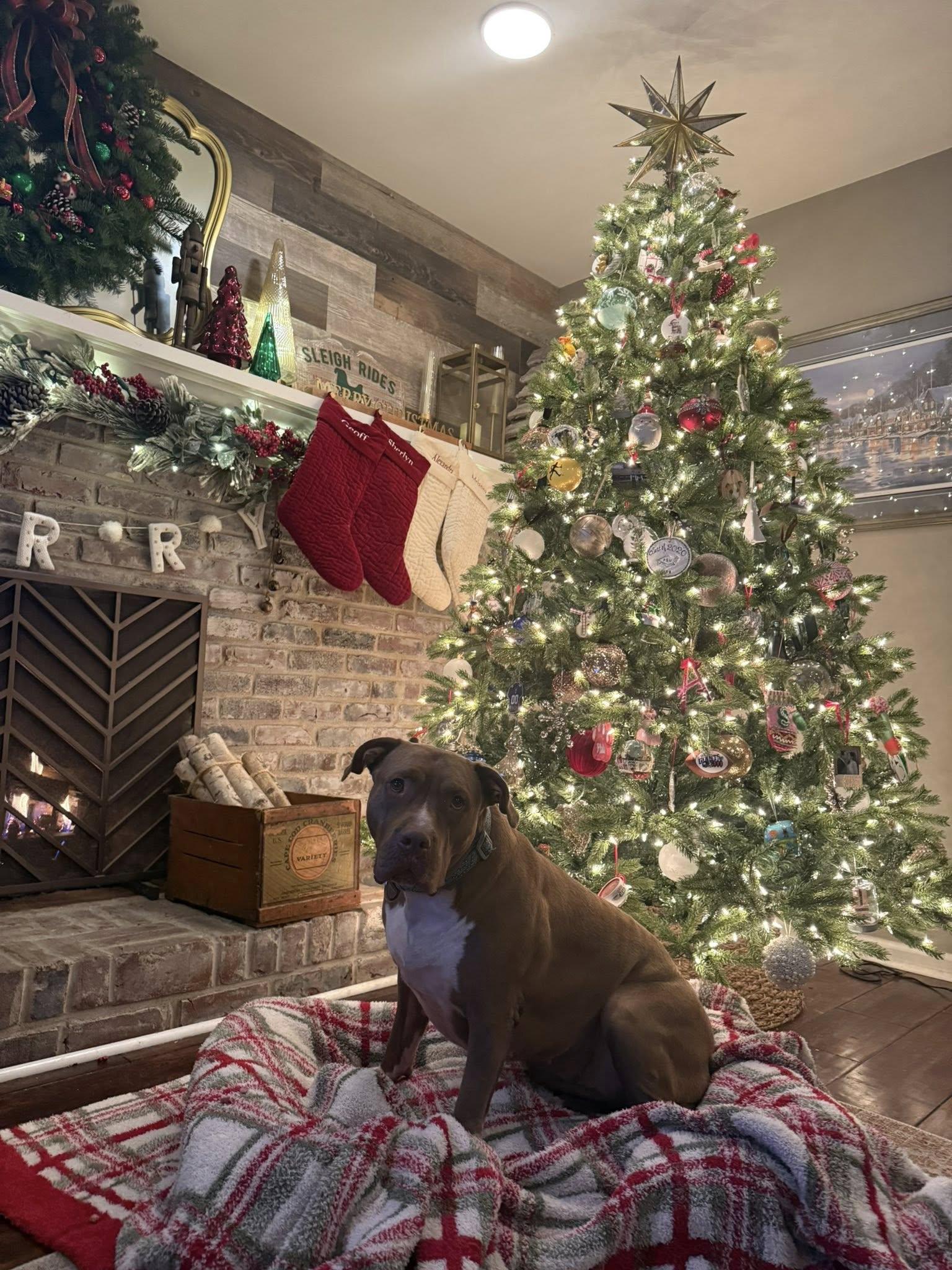Libby , ADOPTABLE, Young Female American Bulldog.