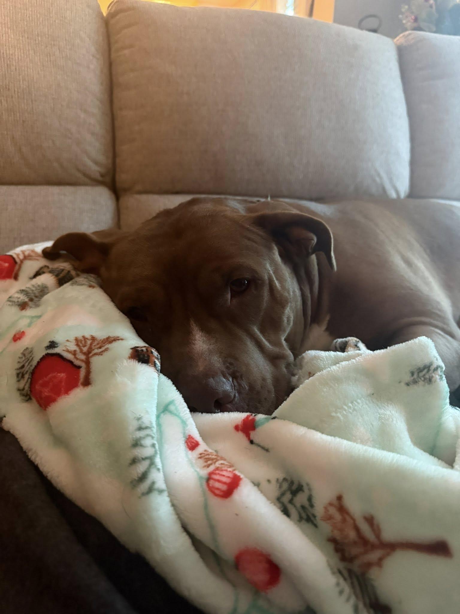 Enlarge Libby , a ADOPTABLE American Bulldog in Marlton, NJ image 2/4