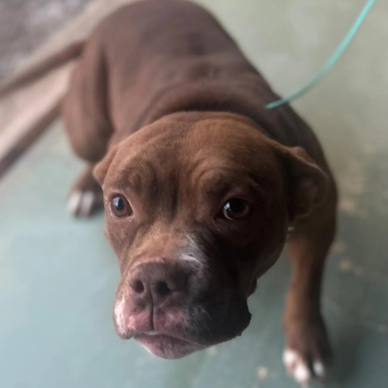 Enlarge Sasha 57259456, an adopted Bulldog in Harvey , LA image 1/2