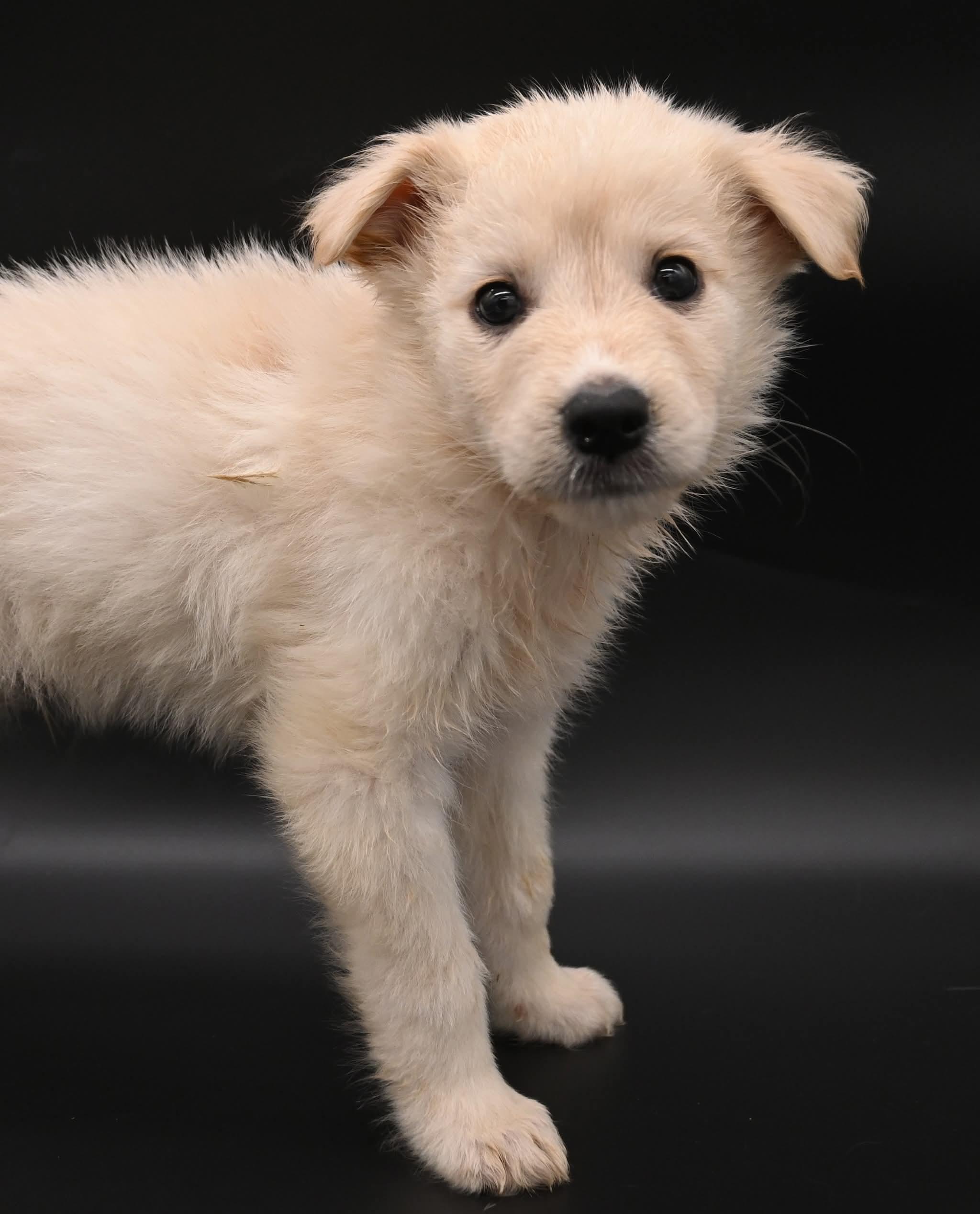 Enlarge Starfish.  (So Sweet), an adopted mixed breed in Farmington, CT image 4/4