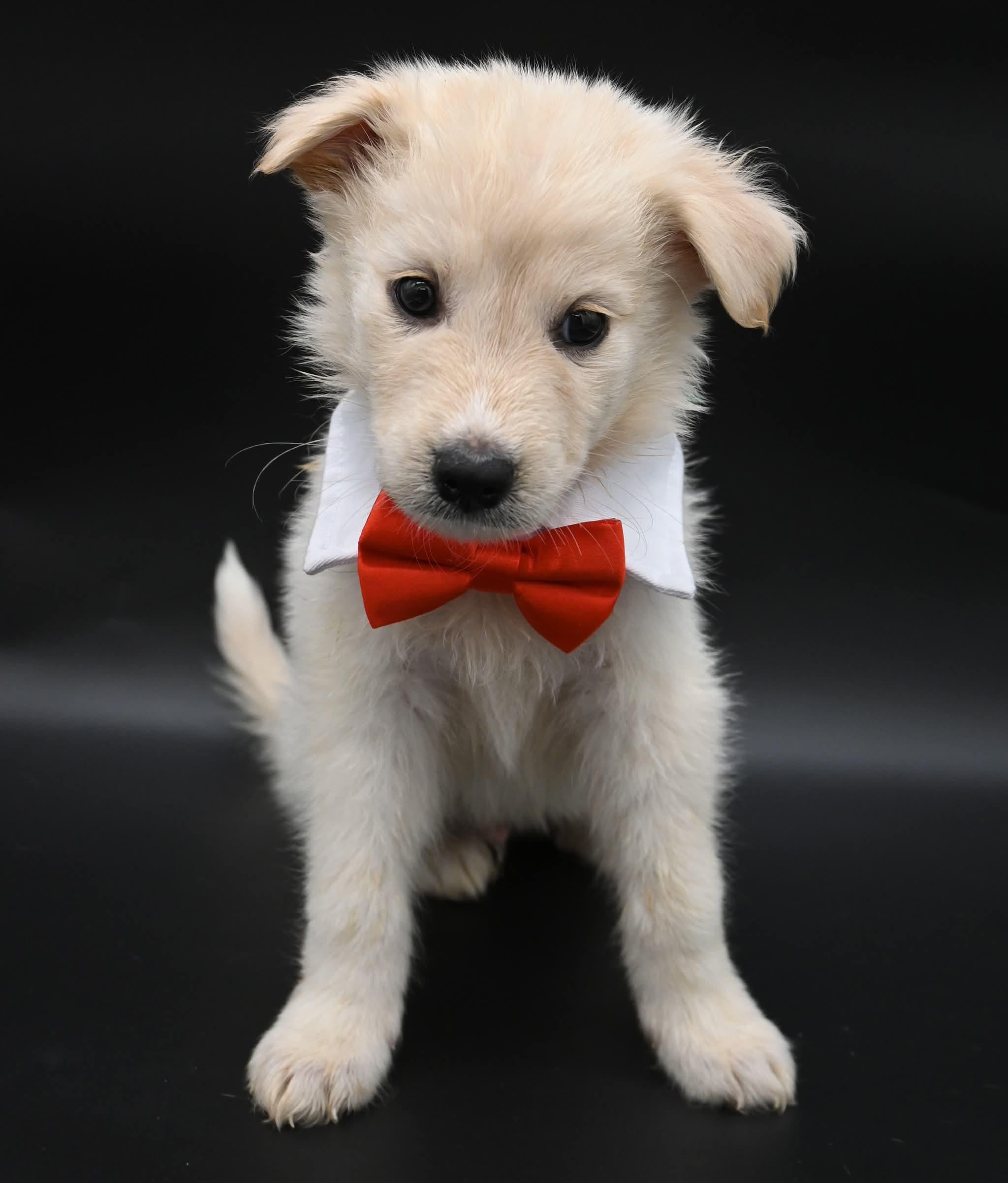 Starfish.  (So Sweet), adopted, Puppy Male Great Pyrenees.