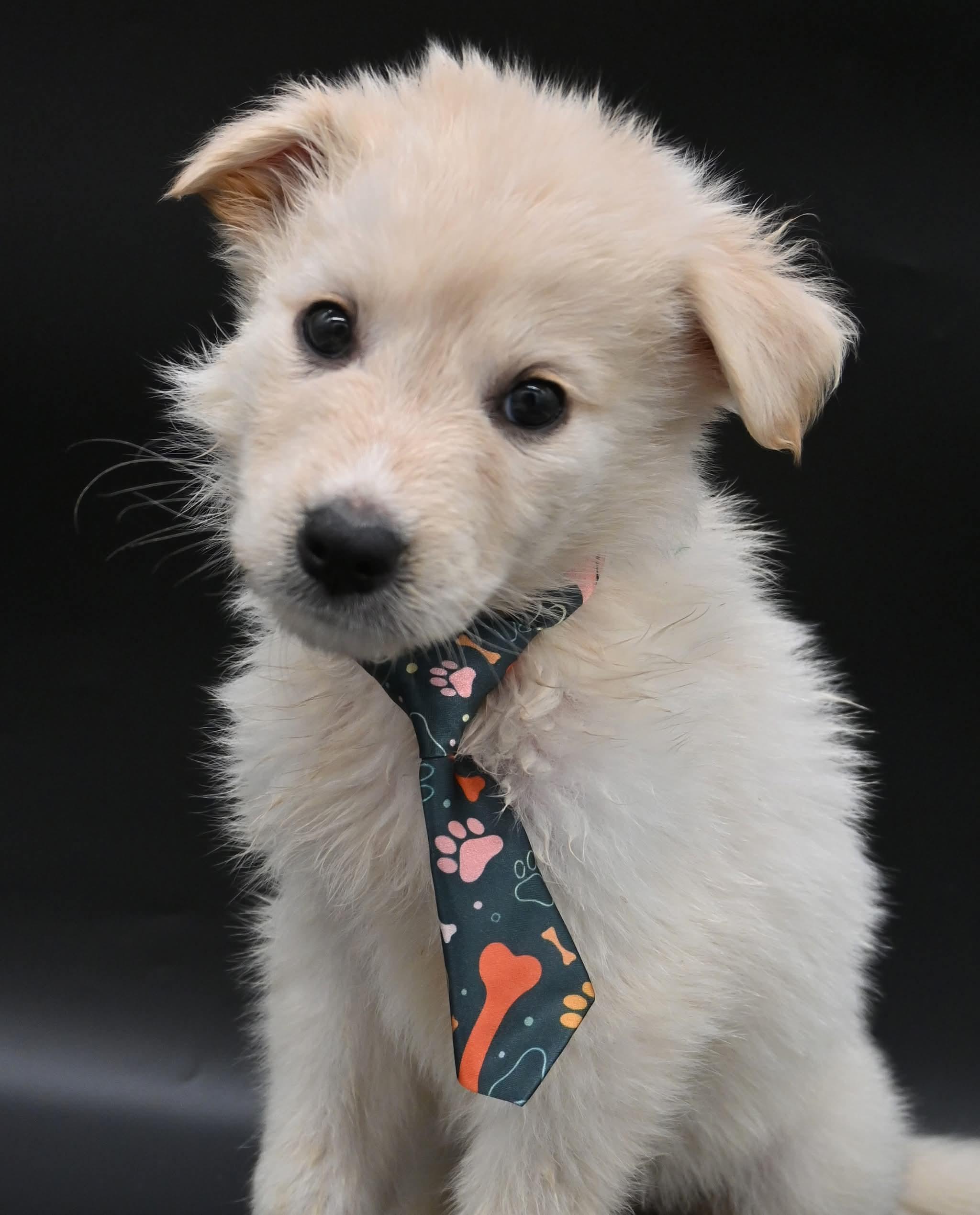Enlarge Starfish.  (So Sweet), an adopted mixed breed in Farmington, CT image 2/4