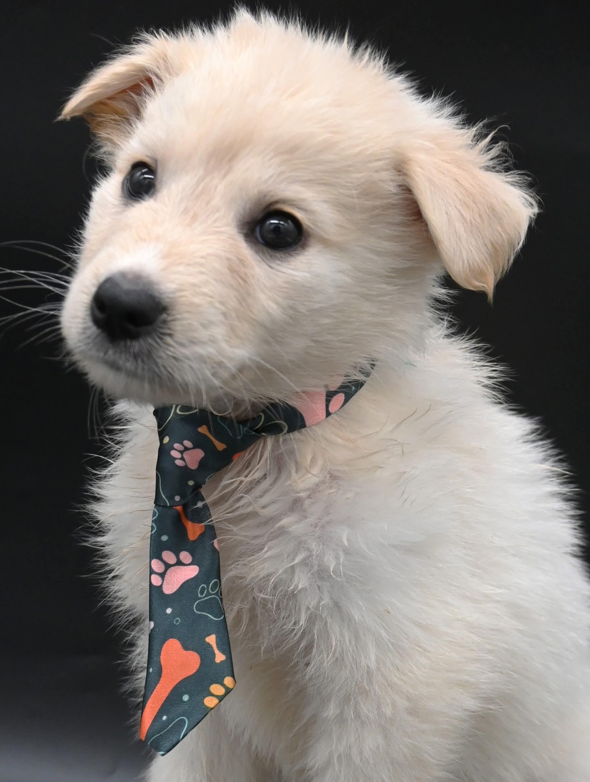 Enlarge Starfish.  (So Sweet), an adopted mixed breed in Farmington, CT image 3/4