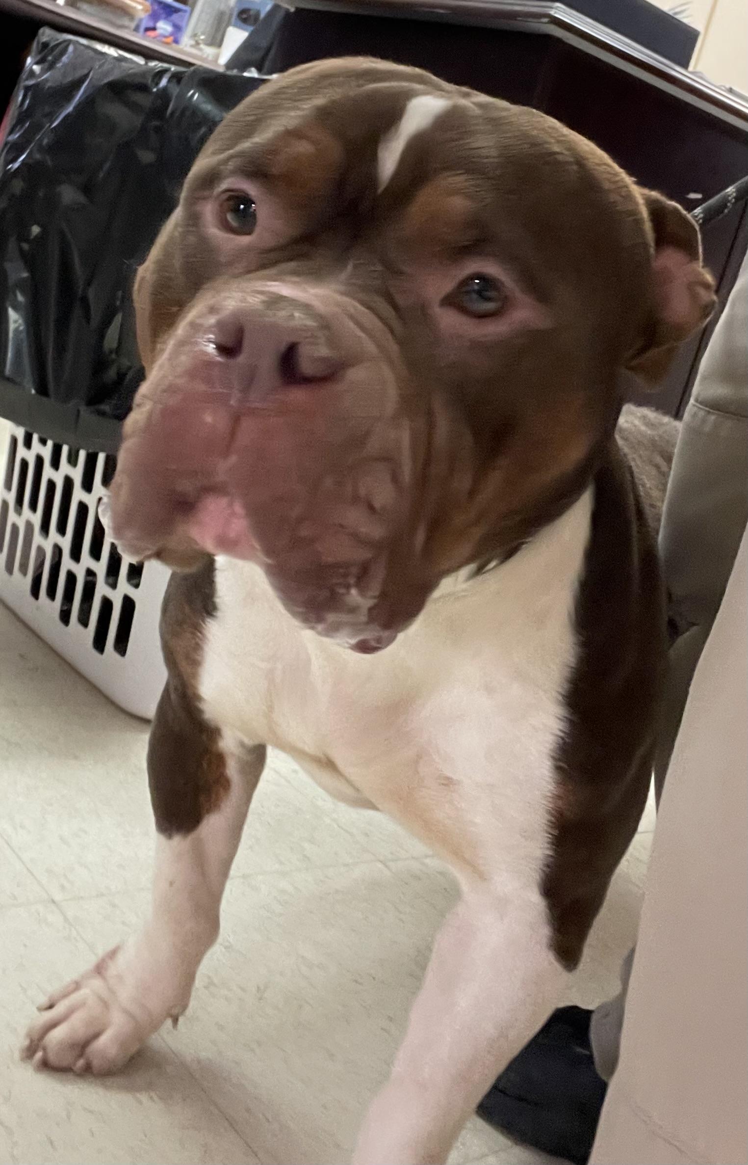 Enlarge Nuba AVAILABLE , a ADOPTABLE American Bully in Canton, OH image 2/5