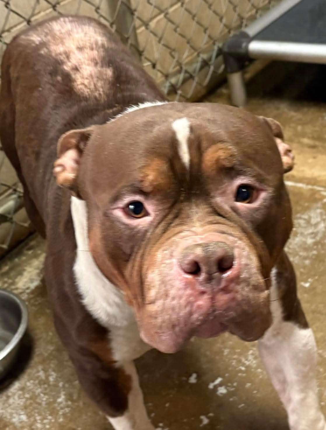 Enlarge Nuba AVAILABLE , a ADOPTABLE American Bully in Canton, OH image 5/5