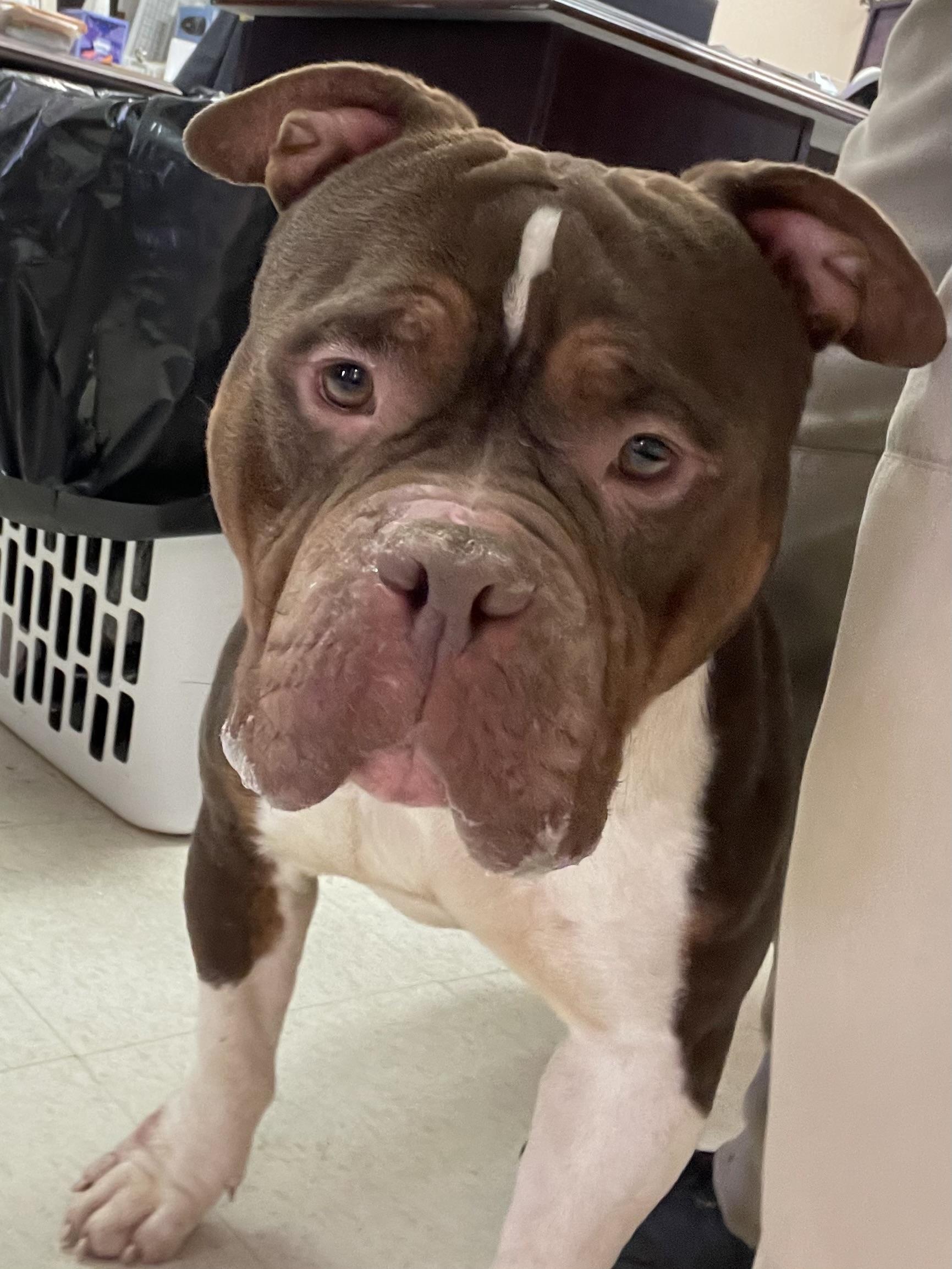 Enlarge Nuba AVAILABLE , a ADOPTABLE American Bully in Canton, OH image 1/5