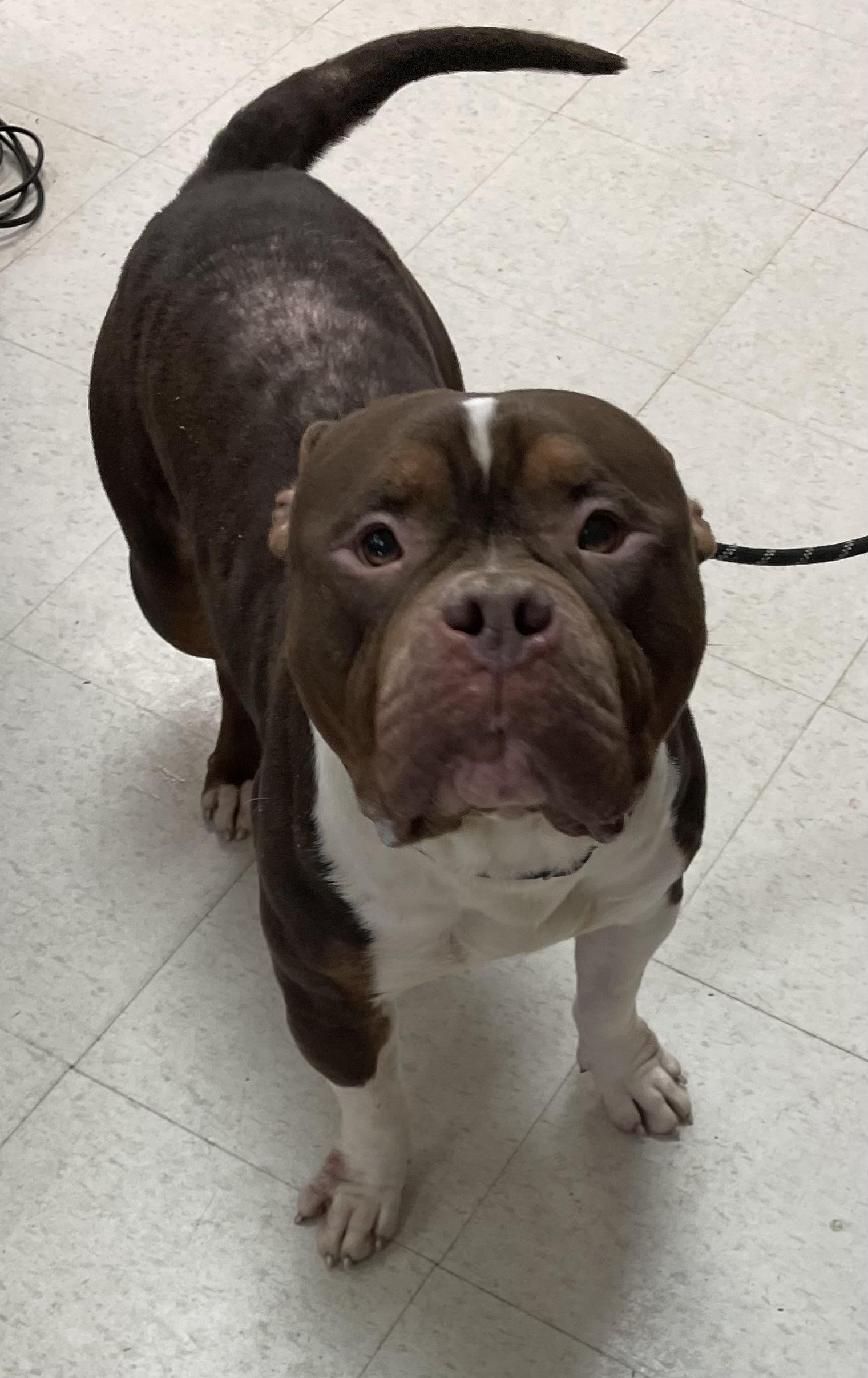 Enlarge Nuba AVAILABLE , a ADOPTABLE American Bully in Canton, OH image 3/5