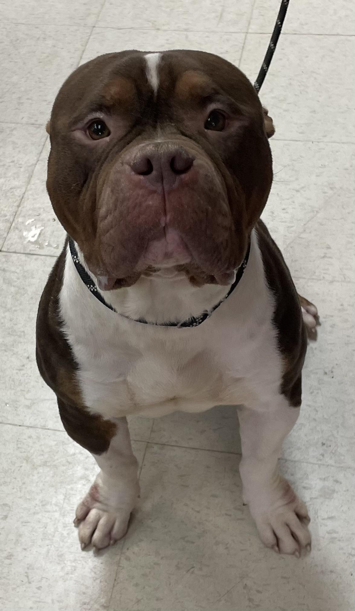 Enlarge Nuba AVAILABLE , a ADOPTABLE American Bully in Canton, OH image 4/5