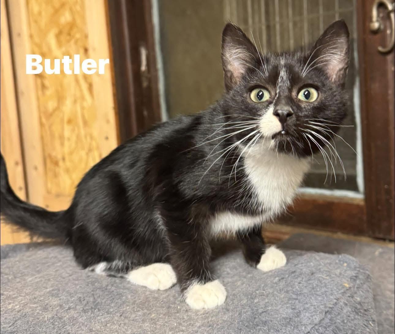 Enlarge Butler, a Adoptable Tuxedo in Ludington, MI image 1/4
