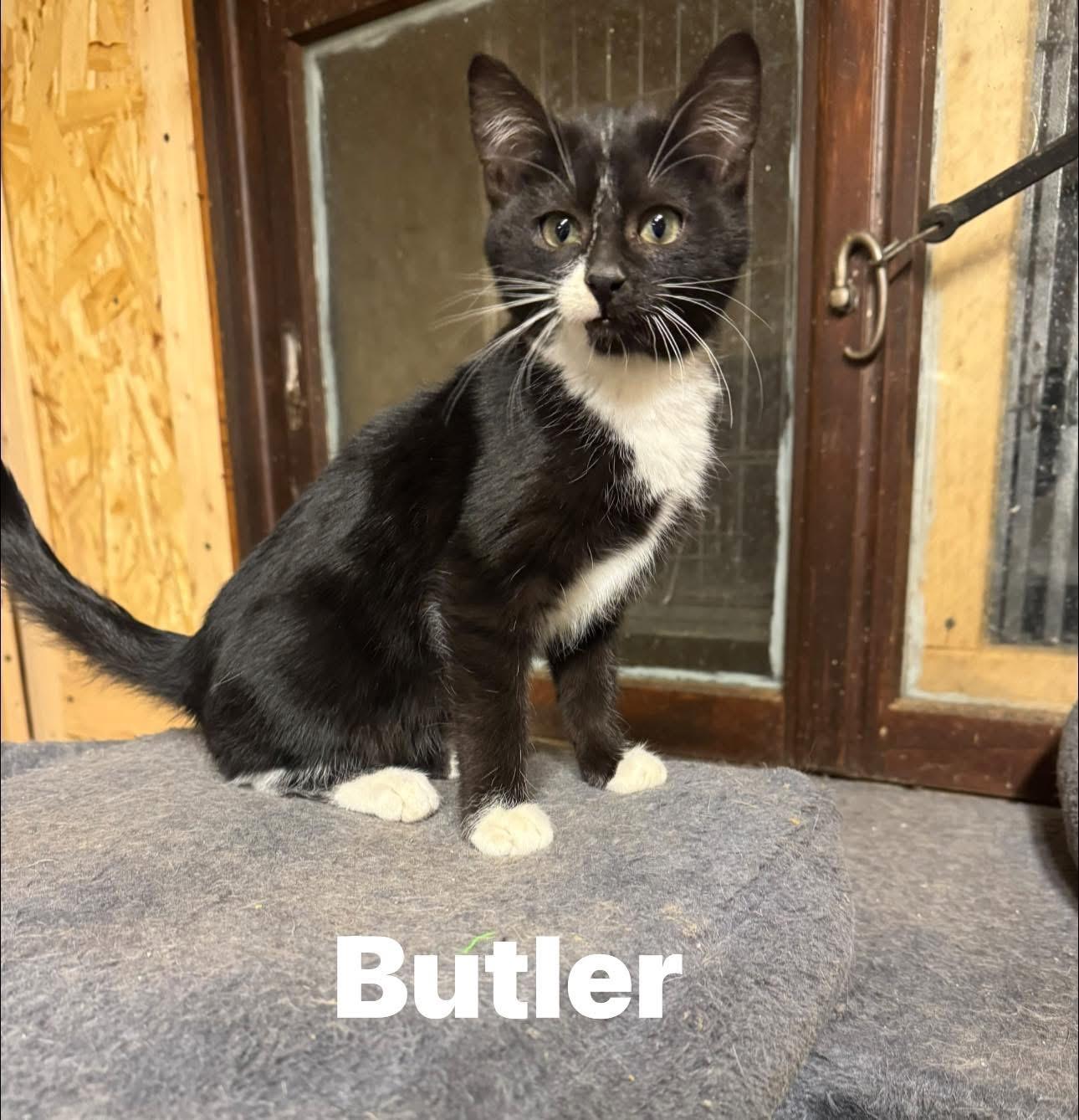 Enlarge Butler, a Adoptable Tuxedo in Ludington, MI image 2/4
