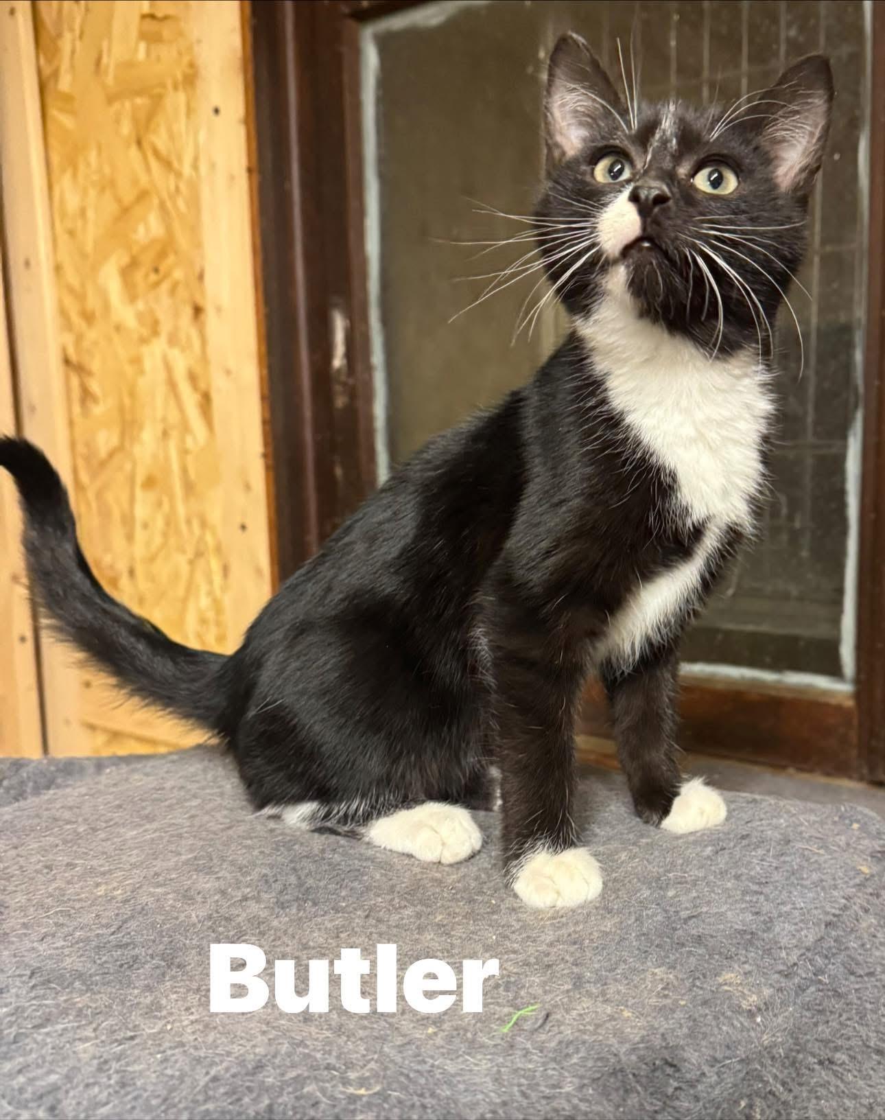Enlarge Butler, a Adoptable Tuxedo in Ludington, MI image 4/4