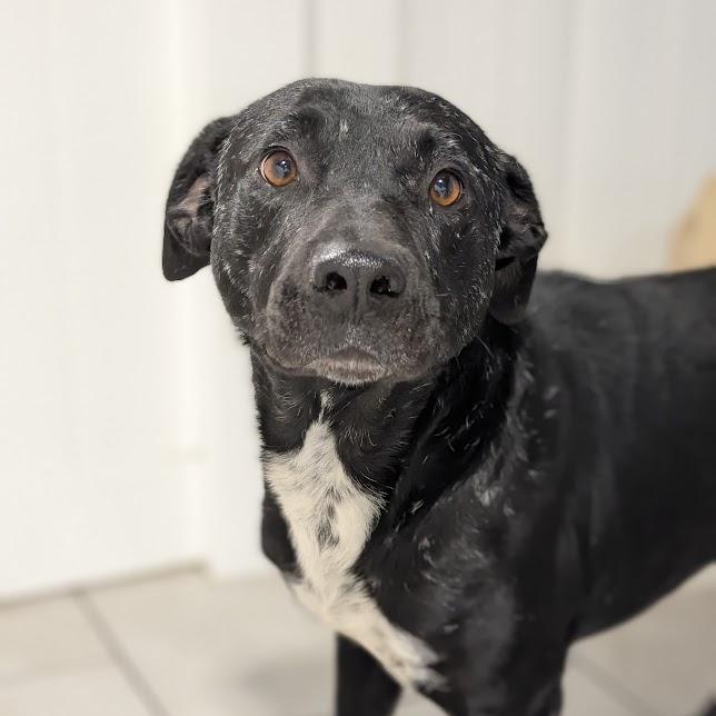 Enlarge Palmer, a Adoptable mixed breed in Houston, TX image 2/4