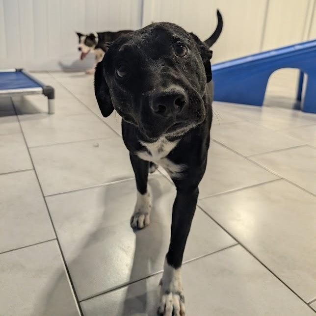 Enlarge Palmer, a Adoptable mixed breed in Houston, TX image 3/4