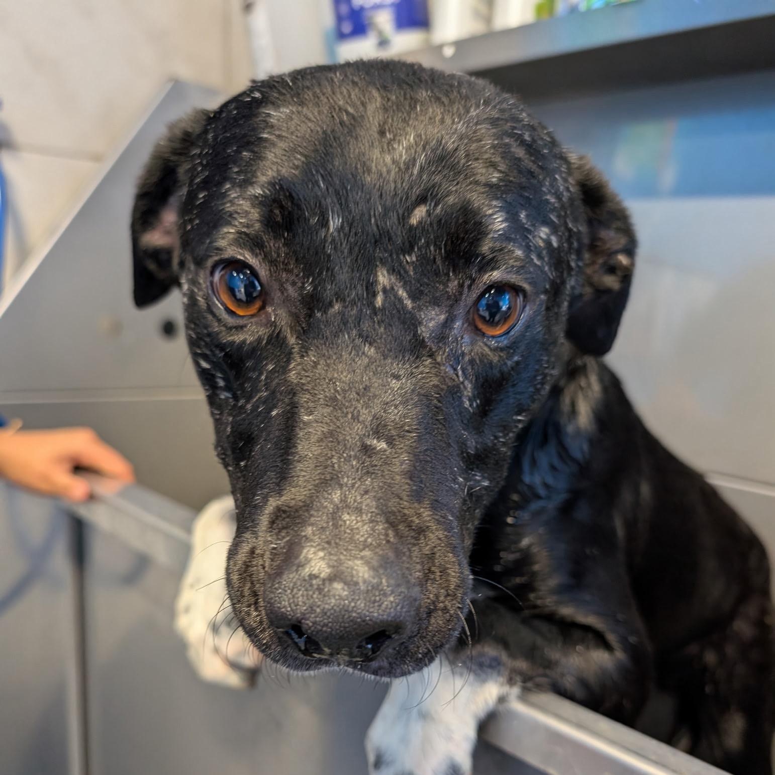 Palmer, Adoptable, Young Male Pit Bull Terrier.