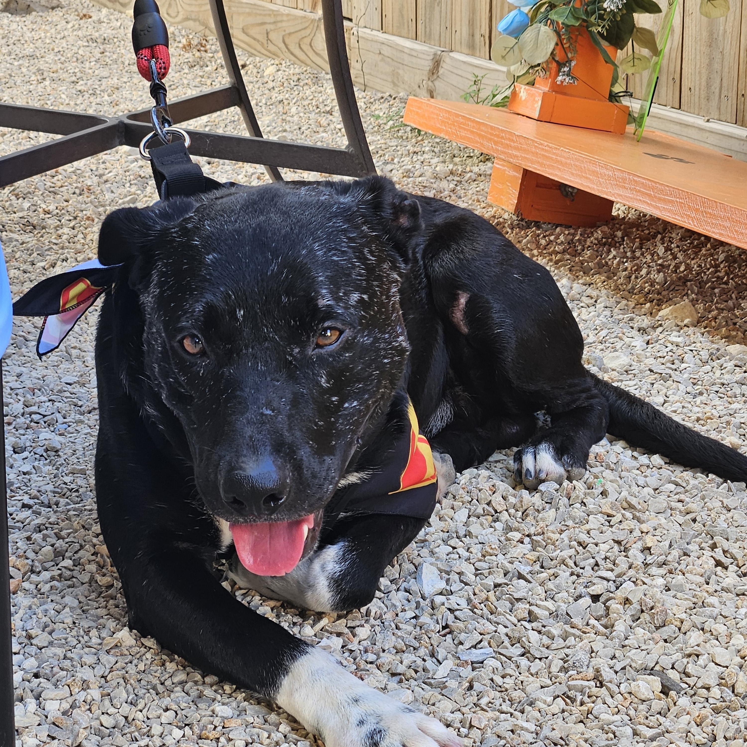 Enlarge Palmer, a Adoptable mixed breed in Houston, TX image 4/4