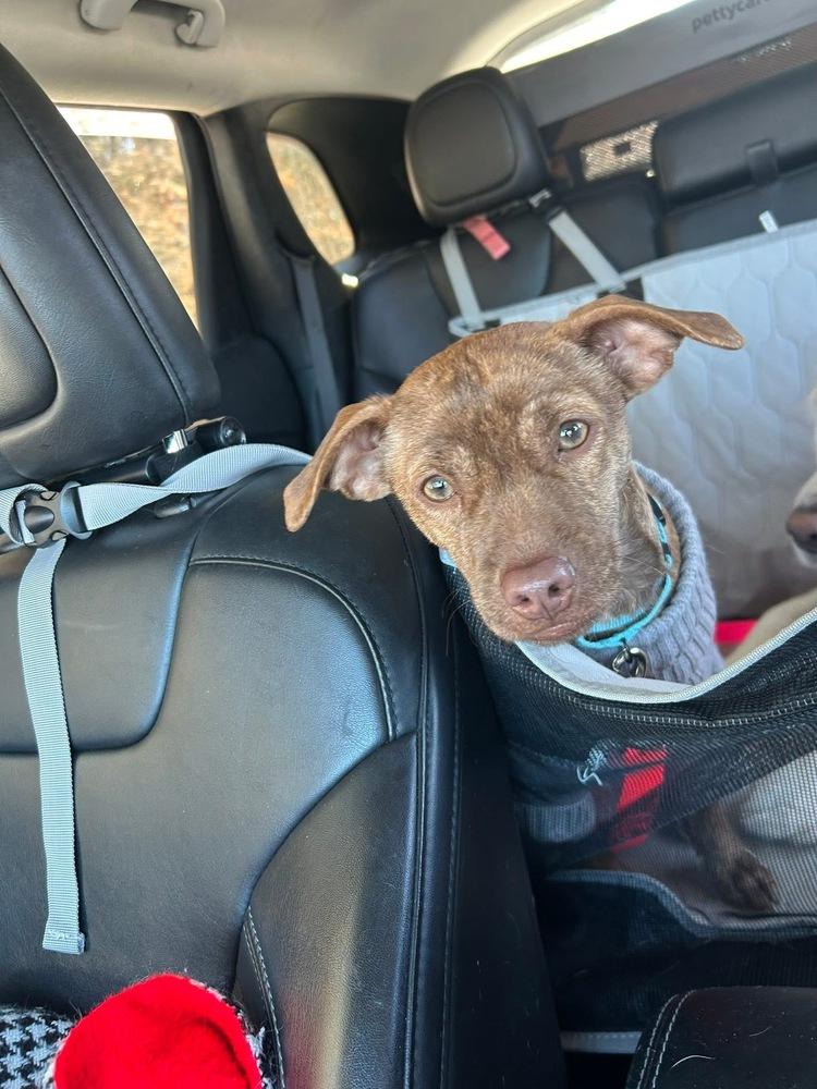 Enlarge Bianca, a Adoptable mixed breed in Saugus, MA image 1/6