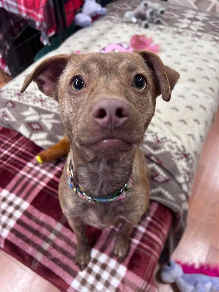 Enlarge Bianca, a Adoptable mixed breed in Saugus, MA image 2/6