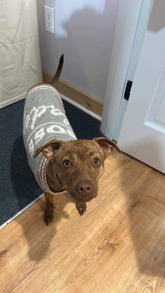 Enlarge Bianca, a Adoptable mixed breed in Saugus, MA image 3/6