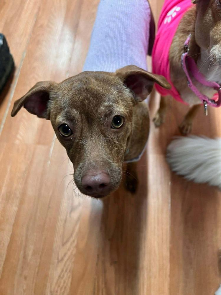 Enlarge Bianca, a Adoptable mixed breed in Saugus, MA image 3/6