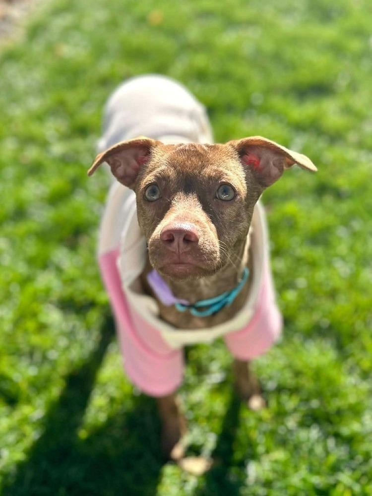 Enlarge Bianca, a Adoptable mixed breed in Saugus, MA image 5/6