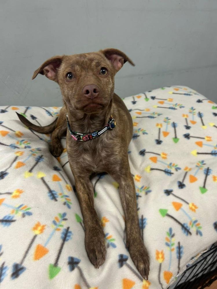 Enlarge Bianca, a Adoptable mixed breed in Saugus, MA image 4/6