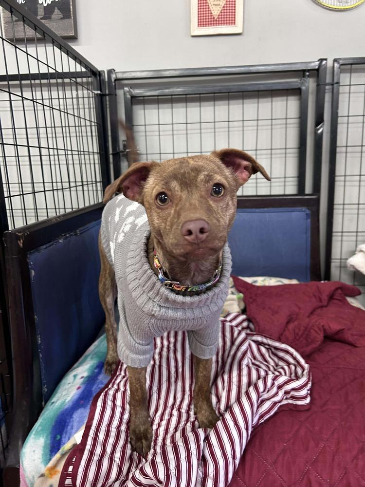 Enlarge Bianca, a Adoptable mixed breed in Saugus, MA image 5/6