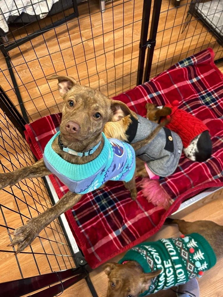 Enlarge Bianca, a Adoptable mixed breed in Saugus, MA image 6/6