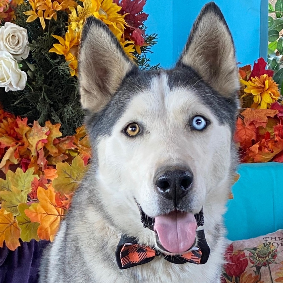 Enlarge LUCKY, a Adoptable Husky in Acton, CA image 1/6