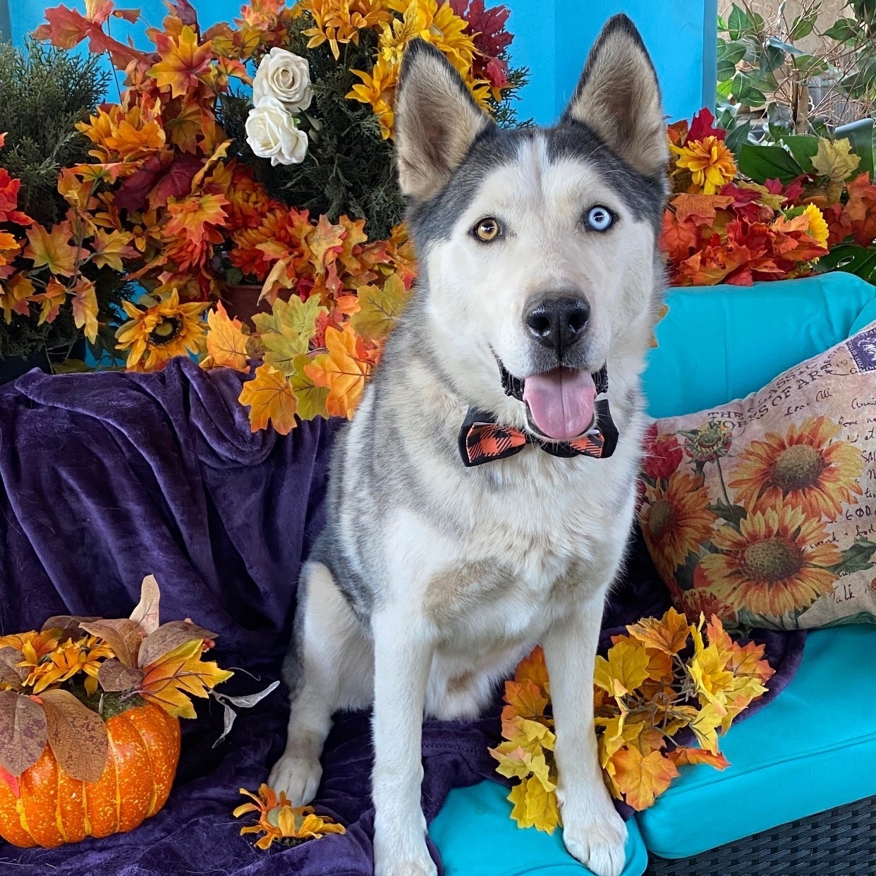 Enlarge LUCKY, a Adoptable Husky in Acton, CA image 2/6