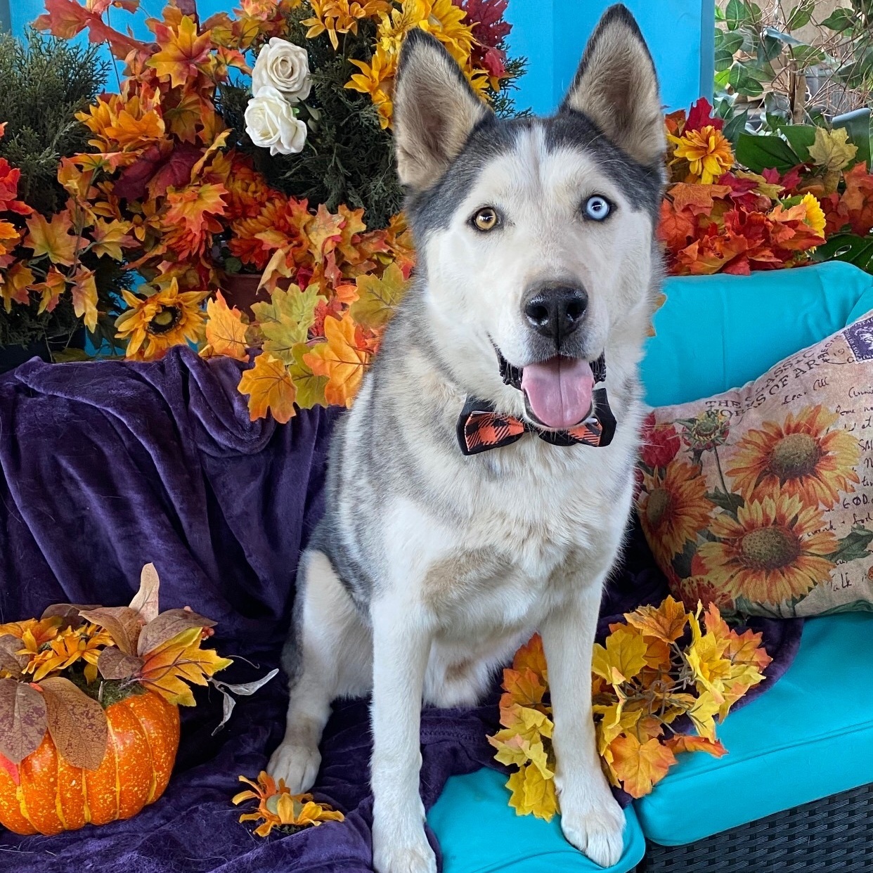 Enlarge LUCKY, a Adoptable Husky in Acton, CA image 3/6