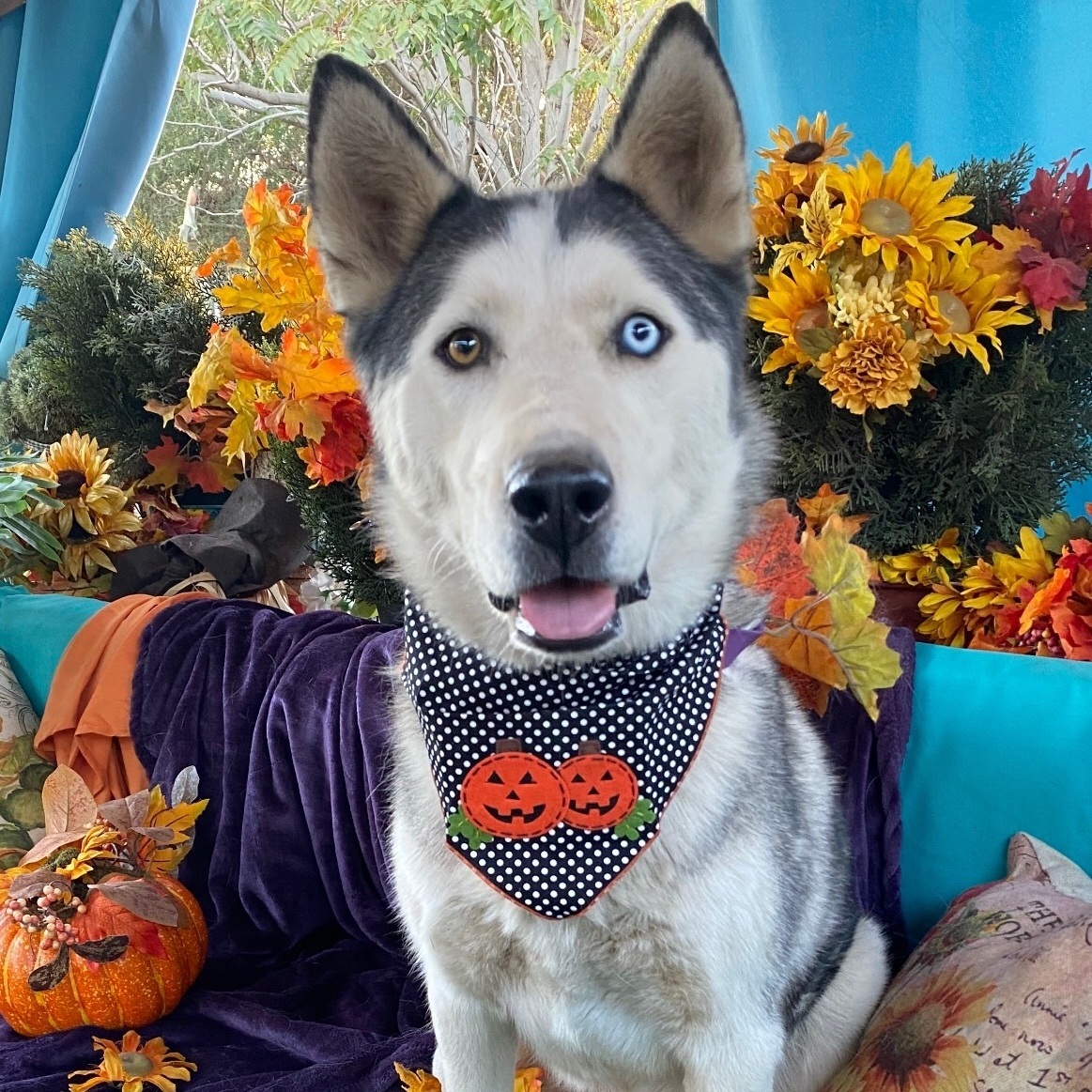 Enlarge LUCKY, a Adoptable Husky in Acton, CA image 4/6