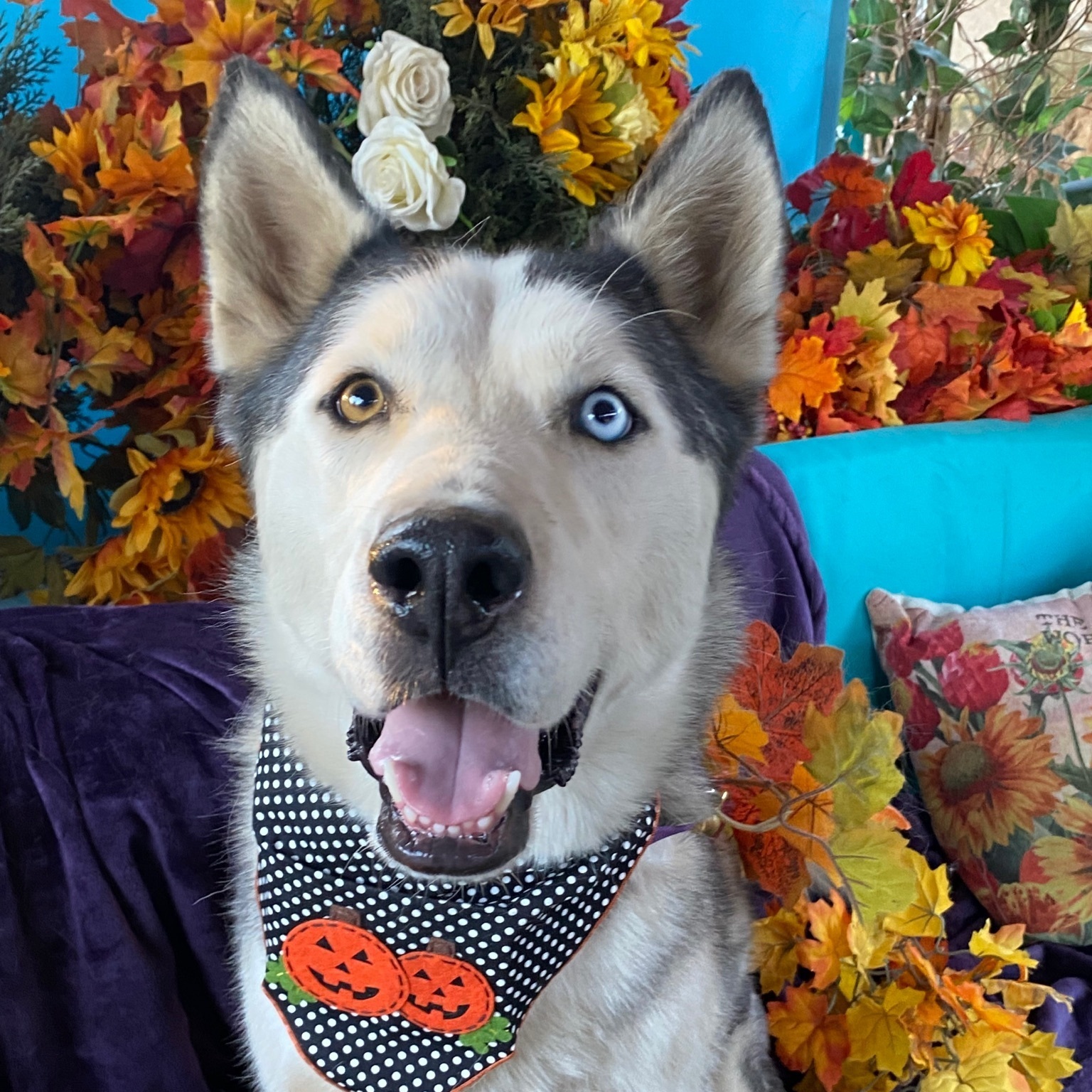 Enlarge LUCKY, a Adoptable Husky in Acton, CA image 5/6