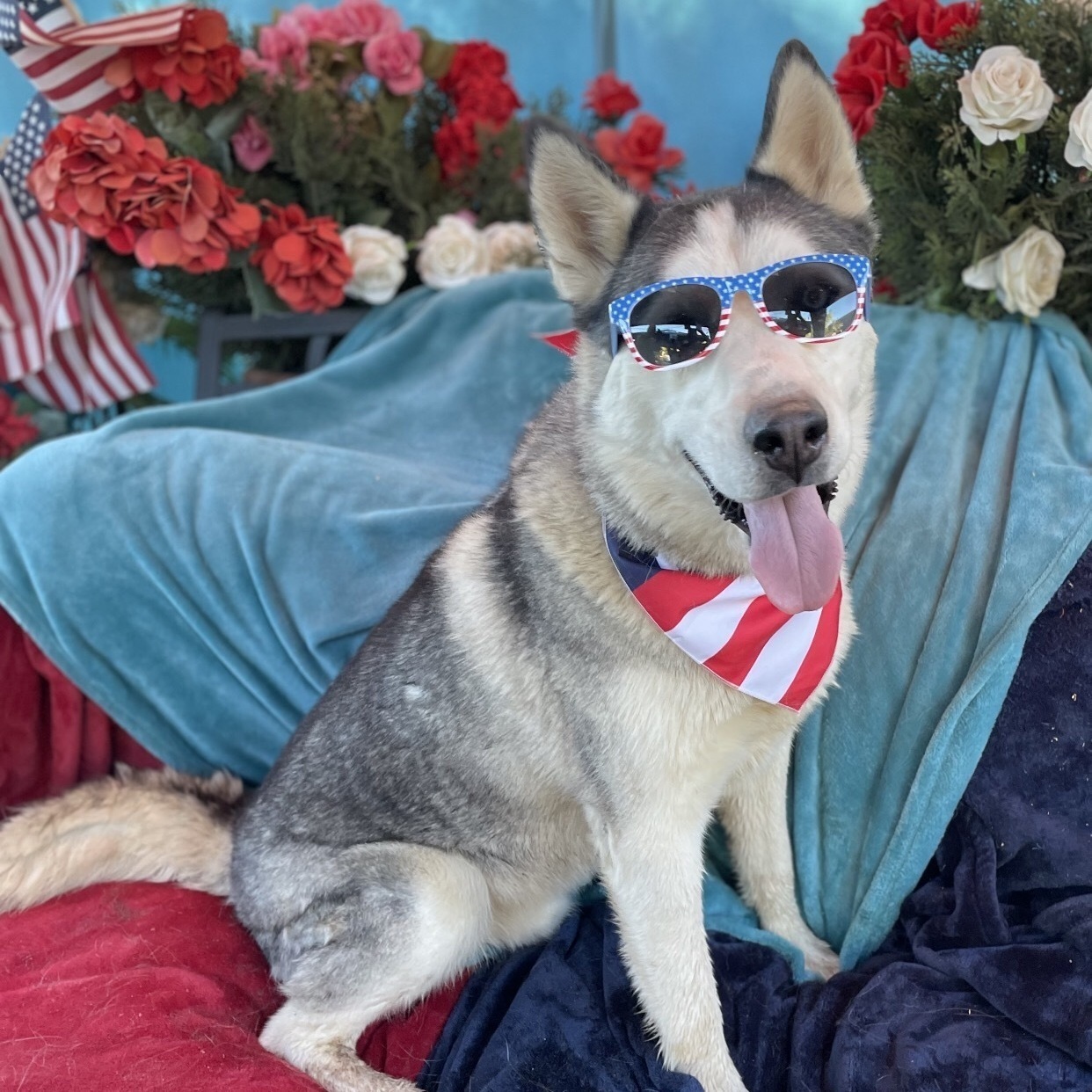 LUCKY, Adoptable, Young Male Husky.