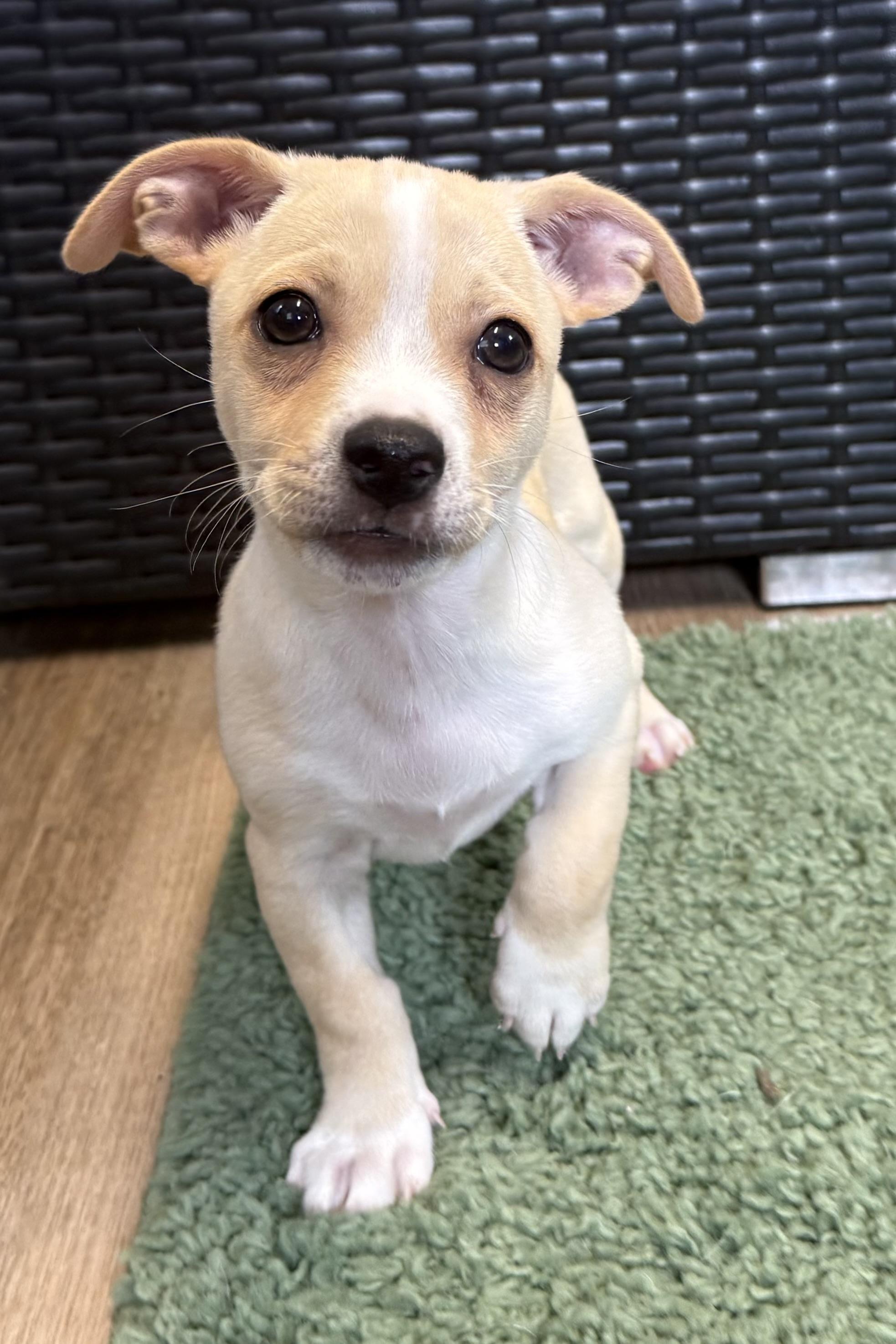 Enlarge Mack, an adopted Chihuahua in Plant City, FL image 3/6