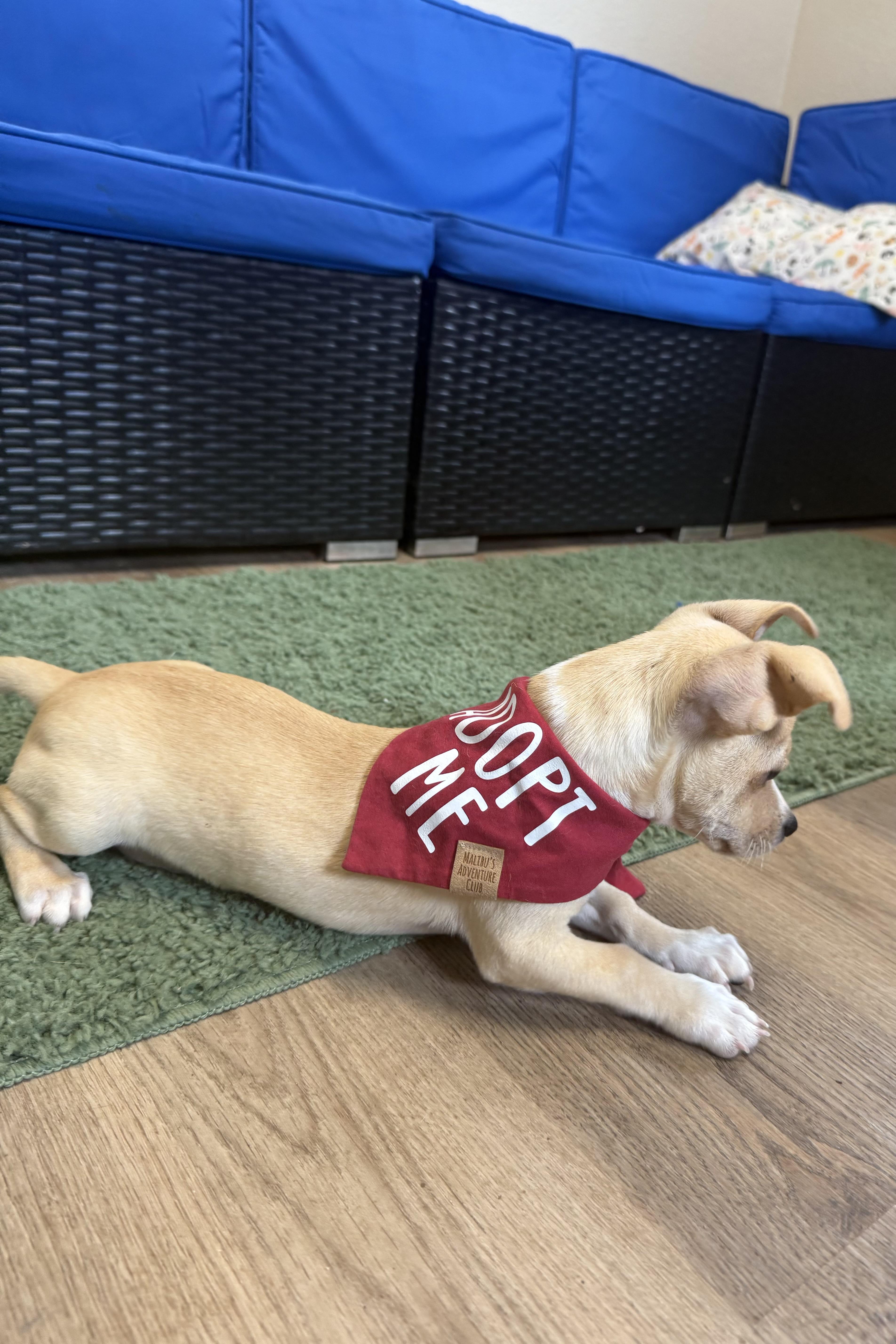 Enlarge Mack, an adopted Chihuahua in Plant City, FL image 5/6