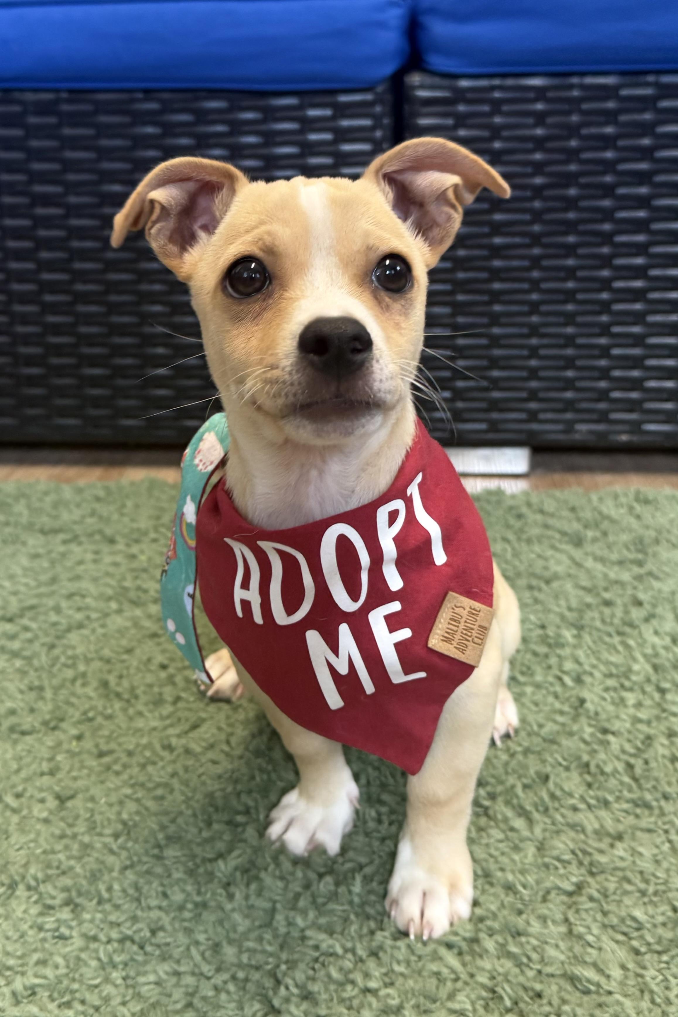 Enlarge Mack, an adopted Chihuahua in Plant City, FL image 2/6