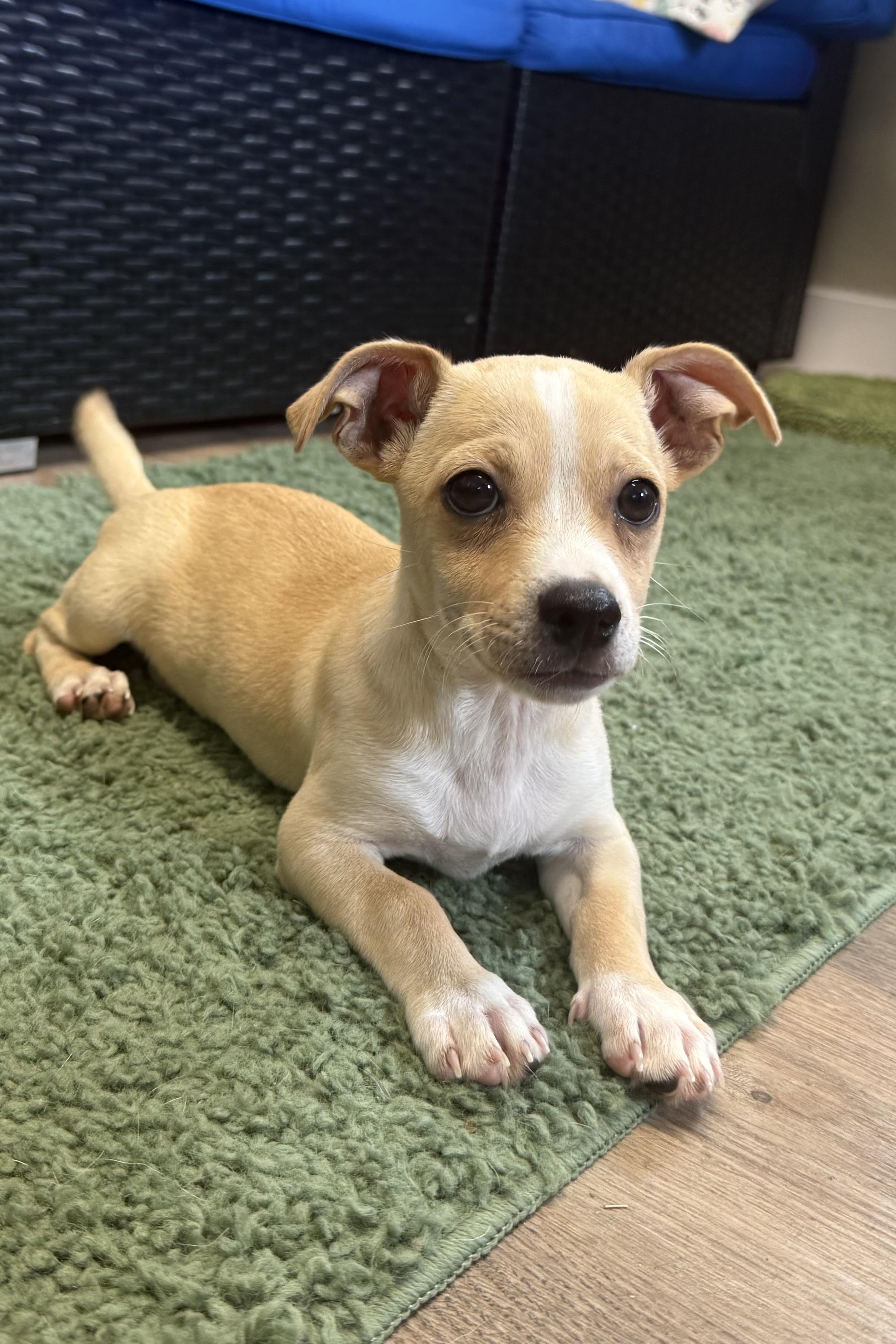 Enlarge Mack, an adopted Chihuahua in Plant City, FL image 6/6