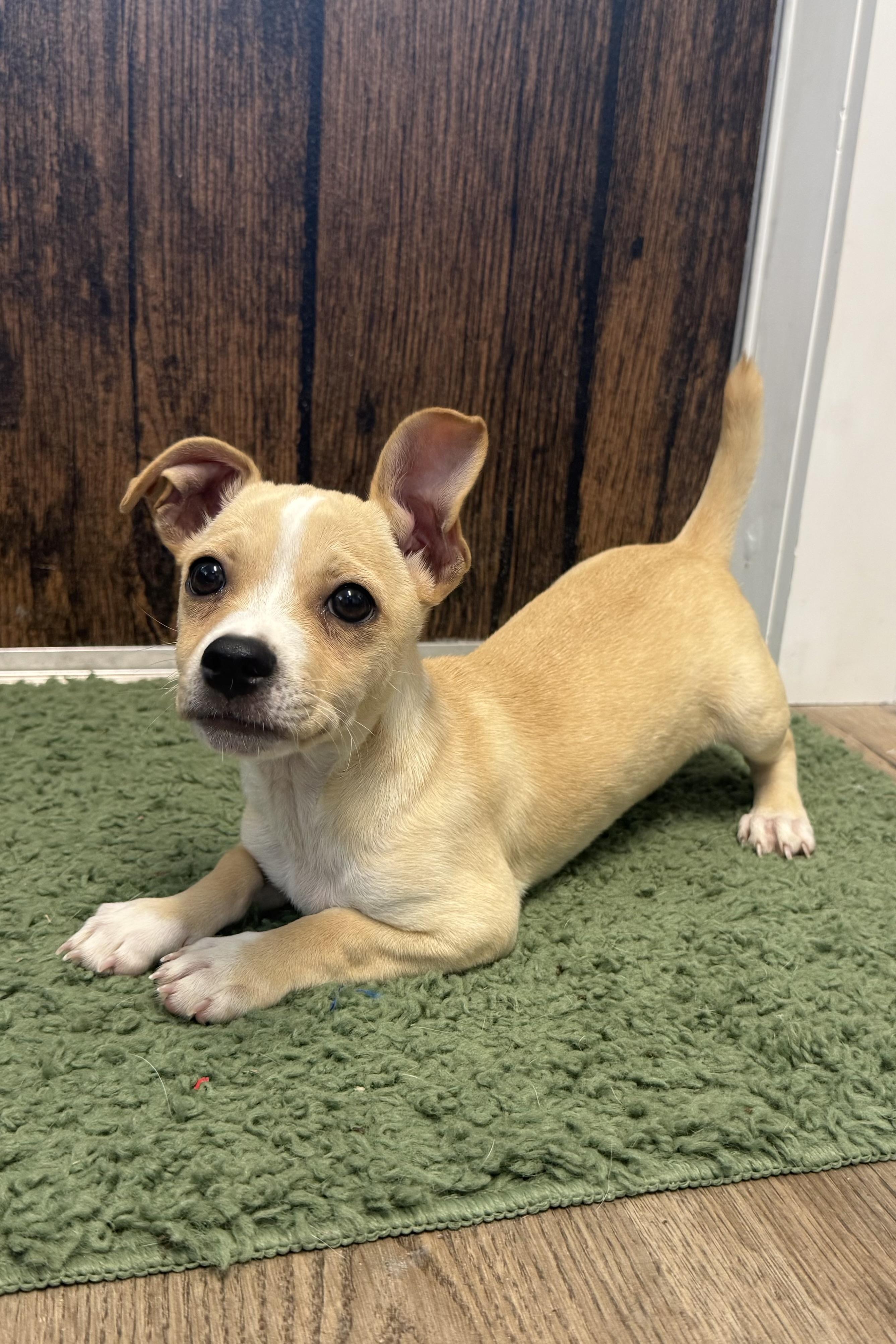 Mack, adopted, Young Male Chihuahua.