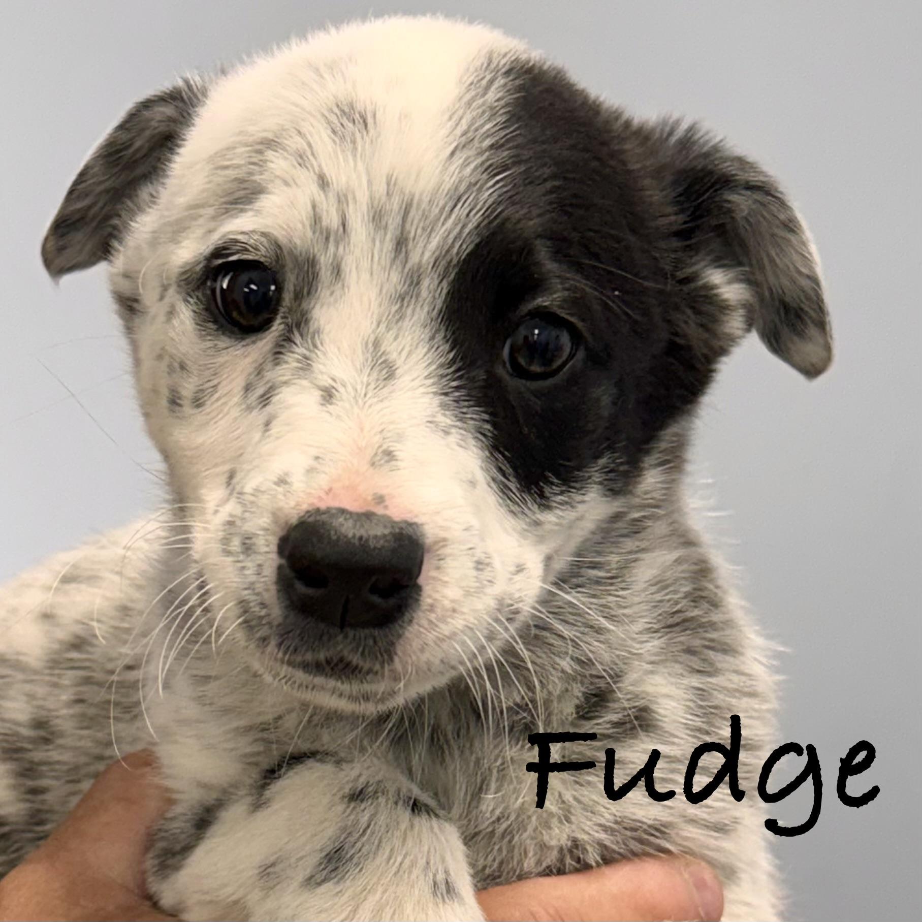 *FUDGE, a Adoptable mixed breed in Wilmington, OH image 3/5