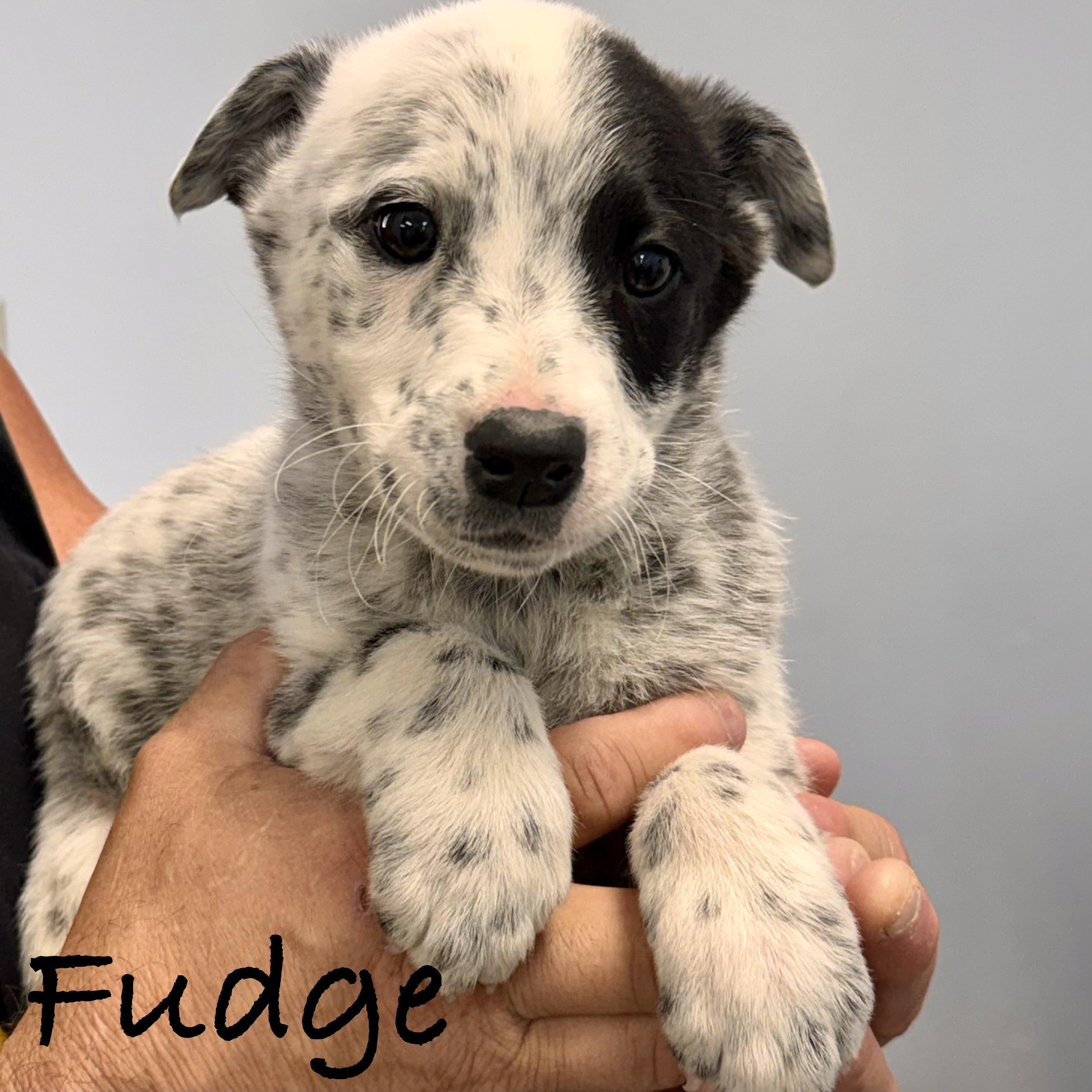 *FUDGE, Adoptable, Puppy Male Labrador Retriever & Australian Cattle Dog / Blue Heeler.