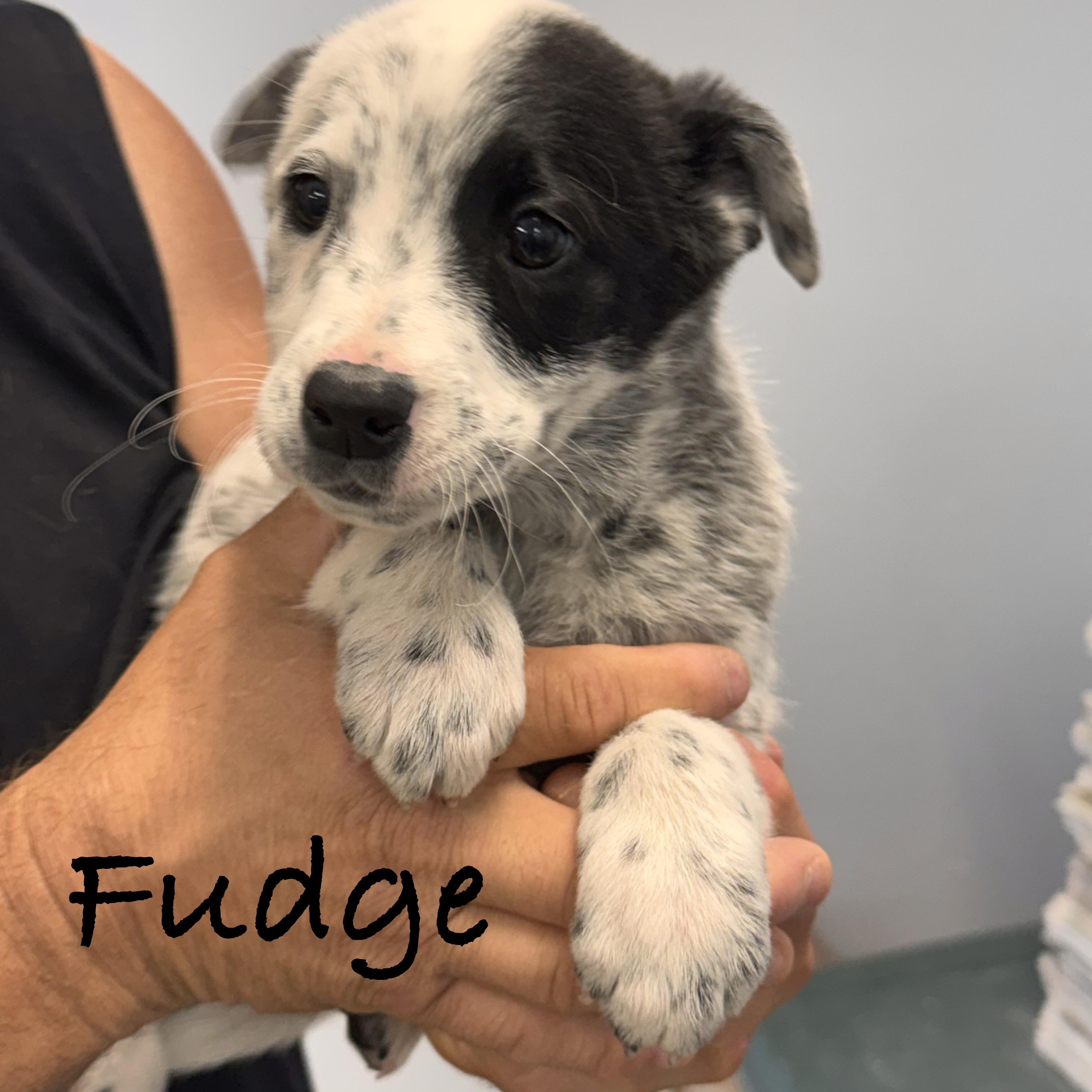*FUDGE, a Adoptable mixed breed in Wilmington, OH image 4/5