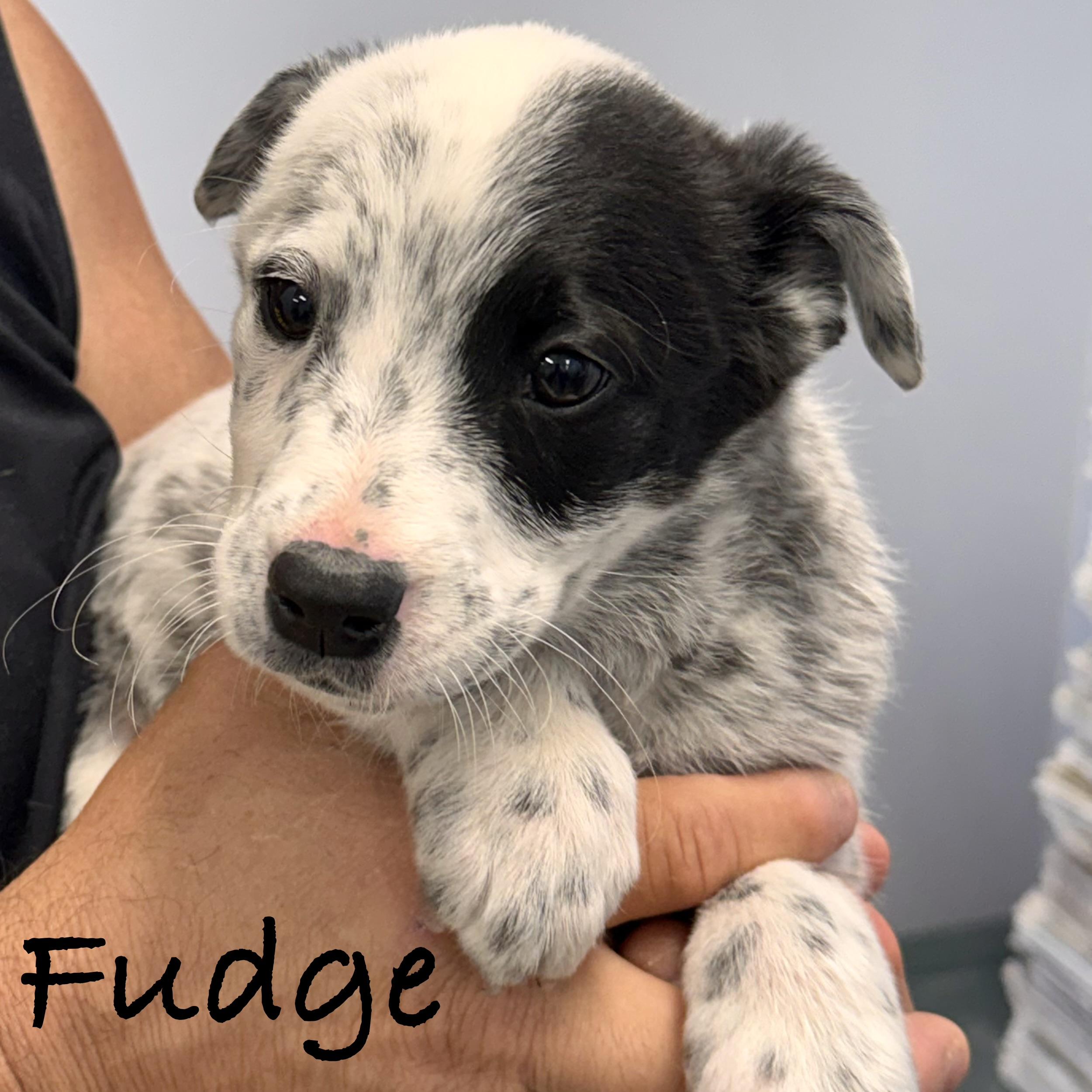 *FUDGE, a Adoptable mixed breed in Wilmington, OH image 2/5