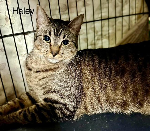 Haley gentle big girl, Adoptable, Adult Female Tabby.