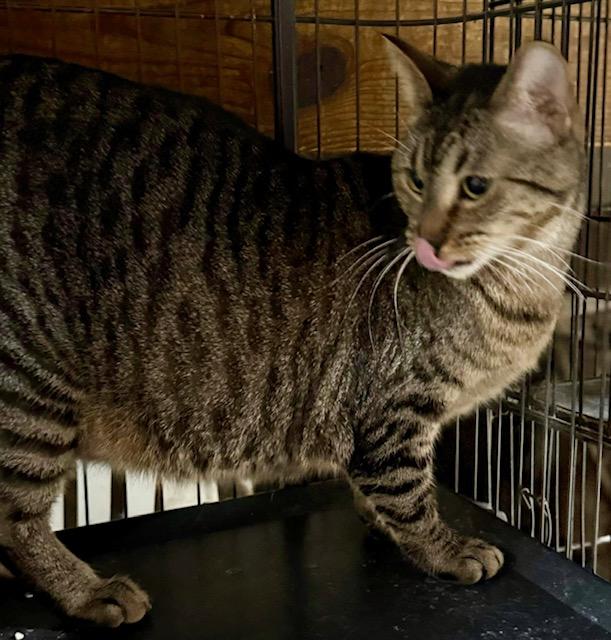 Enlarge Haley gentle big girl, a Adoptable Tabby in Jackson, GA image 2/3