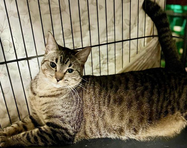Enlarge Haley gentle big girl, a Adoptable Tabby in Jackson, GA image 3/3