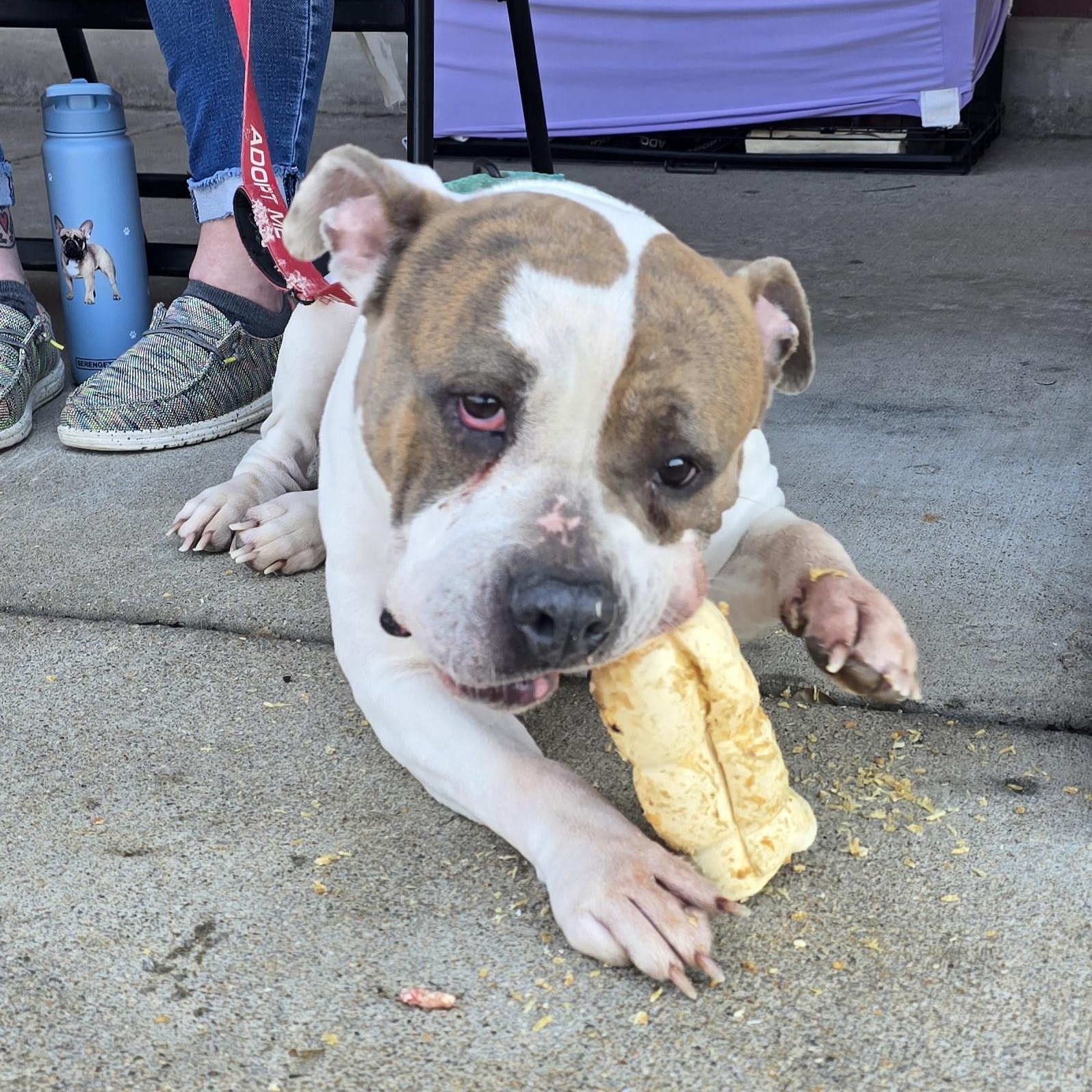 Enlarge Mizu, a ADOPTABLE mixed breed in Fredericksburg, VA image 1/6