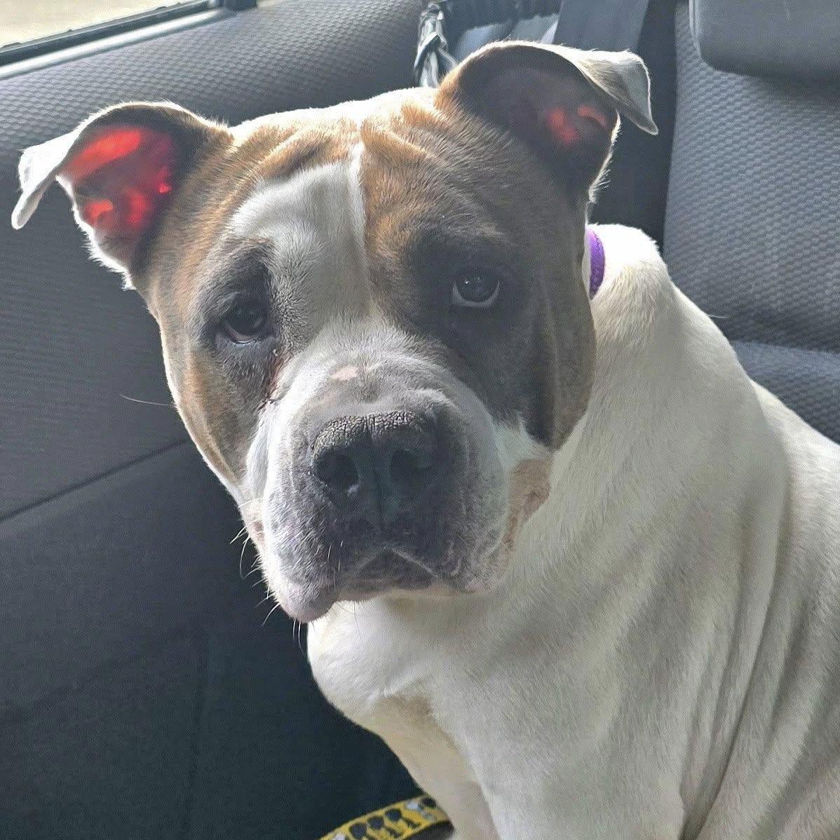 Enlarge Mizu, a ADOPTABLE mixed breed in Fredericksburg, VA image 1/4